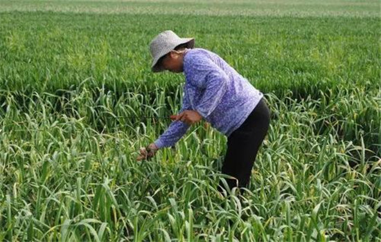大蒜的栽培时间、播种方法与田间管理要点 大蒜的栽培时间、播种方法与田间管理要点