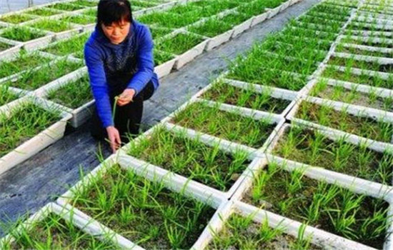 韭菜种植和管理的步骤：育苗、定植与田间管理