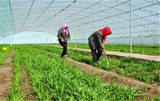 韭菜种植和管理的步骤：育苗、定植与田间管理