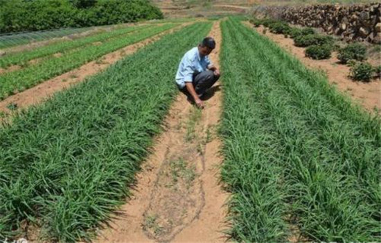 韭菜种植和管理的步骤：育苗、定植与田间管理