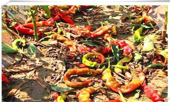 辣椒落花落果的原因及其防治办法 辣椒落花落果的原因及其防治办法