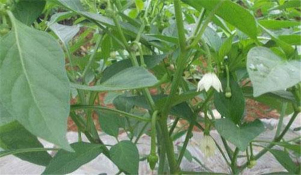 辣椒落花落果的原因及其防治办法 辣椒落花落果的原因及其防治办法