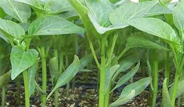 冬春茬辣椒栽培技术要点，怎样管理?