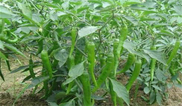 冬春茬辣椒栽培技术要点，怎样管理?