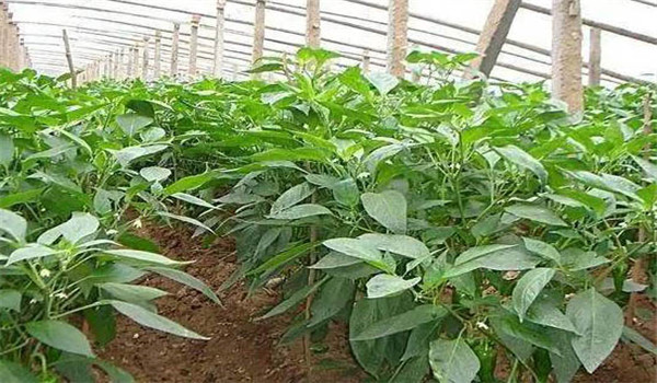 日光温室辣椒怎样安排茬口?