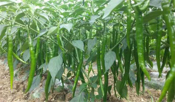 日光温室辣椒怎样安排茬口?