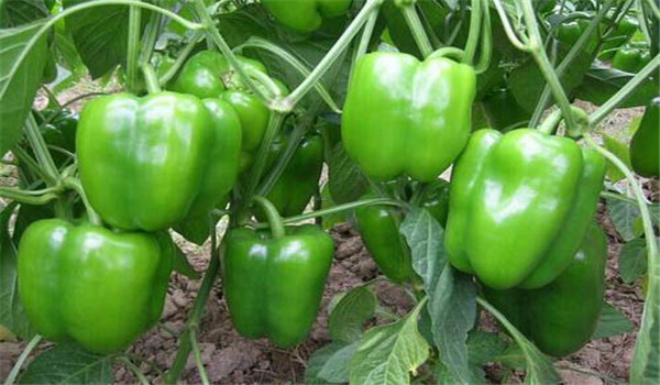 辣椒的种类有多少种，为你讲述辣椒的五种类型