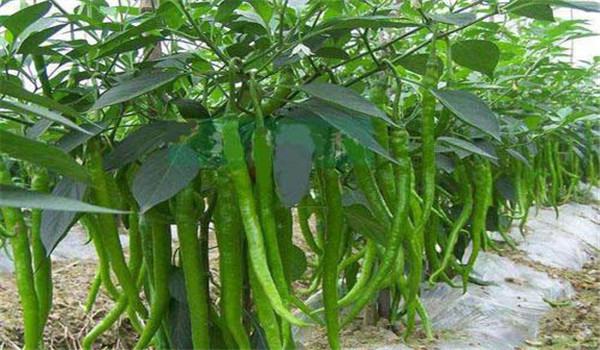 辣椒的种类有多少种，为你讲述辣椒的五种类型