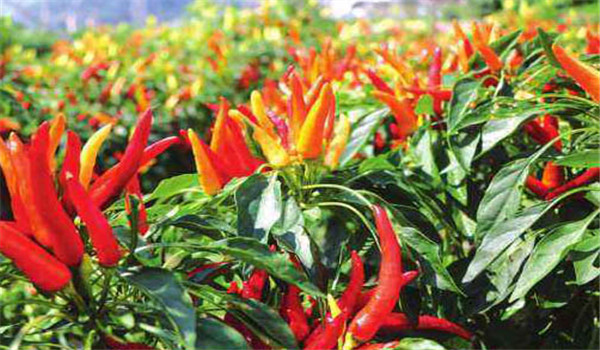 辣椒的种类有多少种，为你讲述辣椒的五种类型