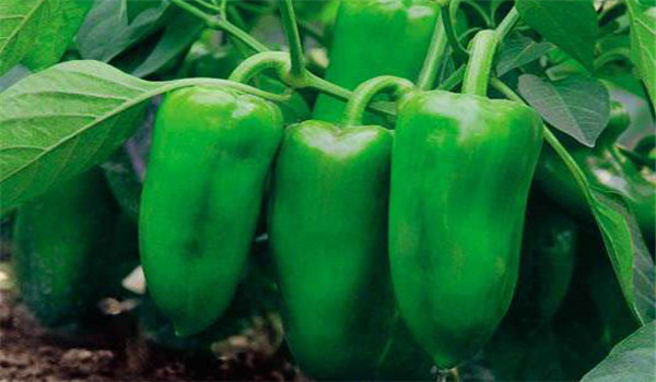 辣椒的种类有多少种，为你讲述辣椒的五种类型