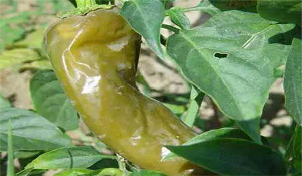 辣椒软腐病的症状有哪些，如何防治？
