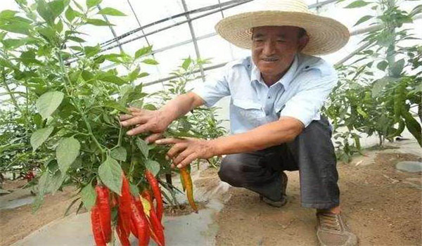 辣椒落花落果的原因及其防治方法