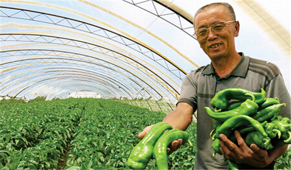 小拱棚短期覆盖栽培辣椒怎样管理?