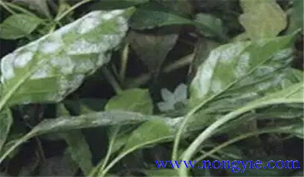 辣椒白粉病的症状表现、发病原因与防治方法