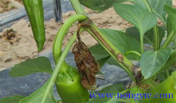 辣椒菌核病的症状、发病规律、防治方法