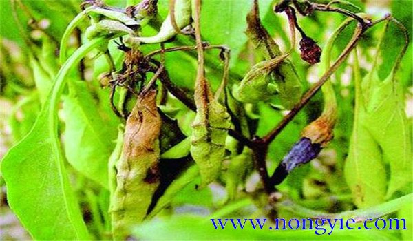 辣椒菌核病的症状、发病规律、防治方法