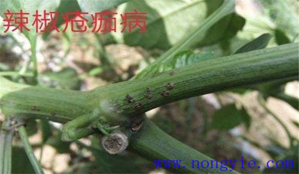 辣椒疮痂病用什么药 辣椒疮痂病症状与防治方法