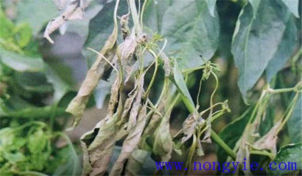 辣椒绵疫病发病条件及防治方法
