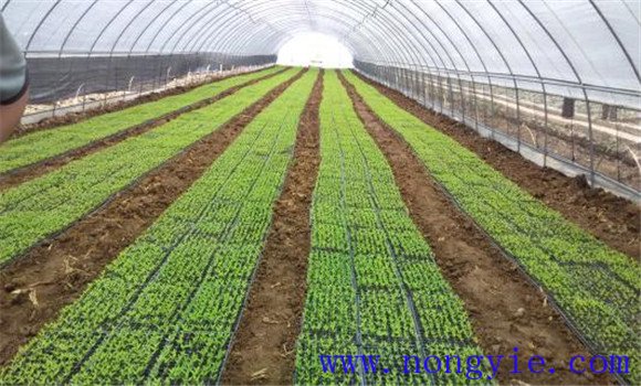 秋延后大棚辣椒栽培技术要点 大棚辣椒如何种植