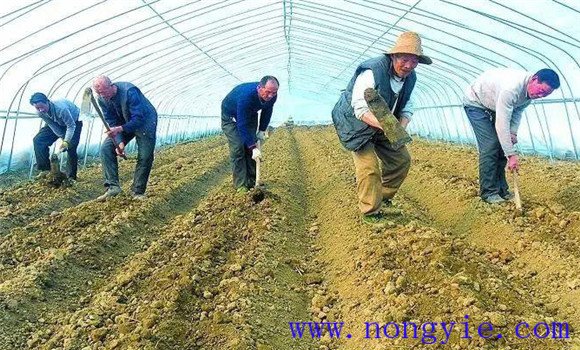 春季大棚辣椒种植技术与管理