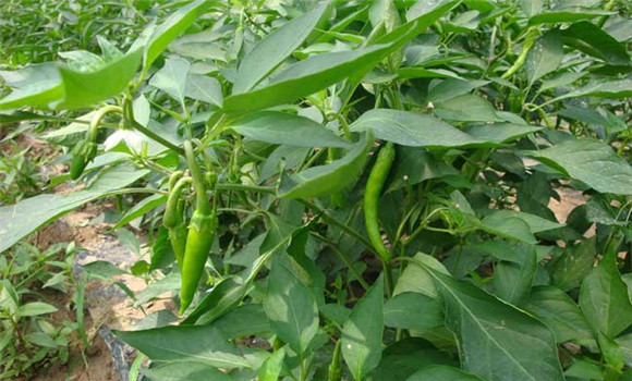 杭椒种植时间 杭椒种植技术与管理方法