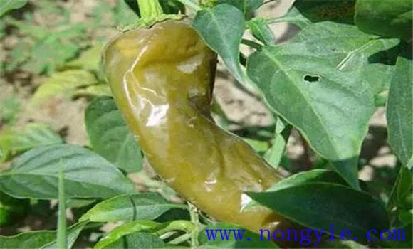 辣椒软腐病的症状有哪些 辣椒软腐病防治方法