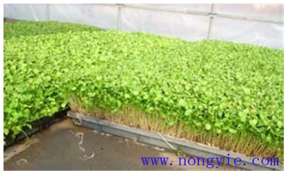 萝卜苗水培种植方法