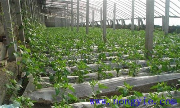 辣椒定植后管理技术