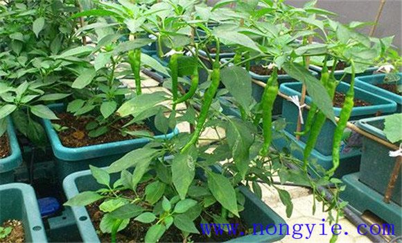 盆栽辣椒怎么种 盆栽辣椒的种植方法和注意事项