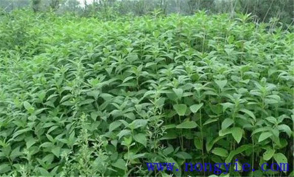 洋姜种植技术与主要步骤