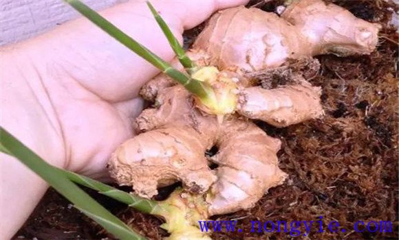 种植生姜的主要步骤与方法