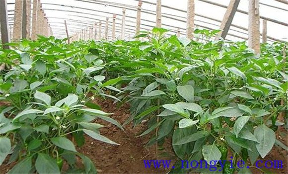 大棚青椒种植技术及其重要步骤