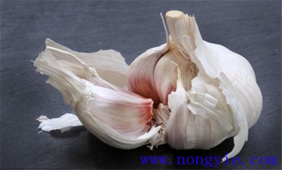 种植大蒜种子处理的问题 大蒜种子如何处理