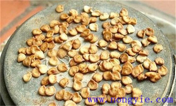 辣椒育苗时间与辣椒育苗技术要点