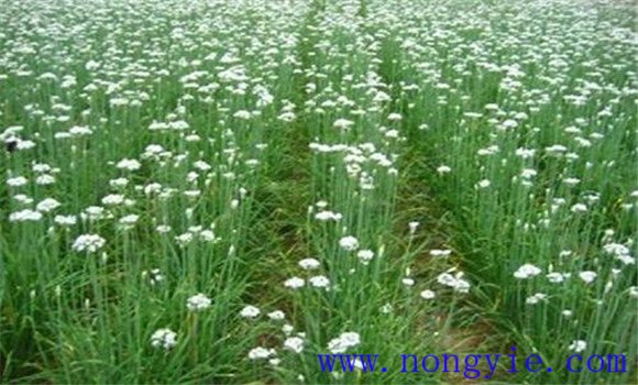 韭菜花种植管理技术及其应注意事项