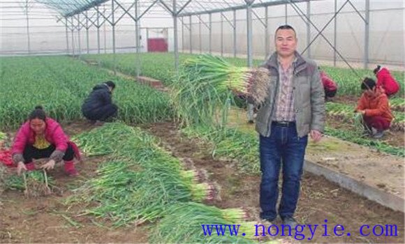 蒜苗的种植方法 蒜苗种植技术和管理方法