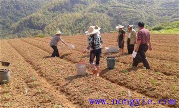 大蒜怎样施肥效果好 大蒜施肥技术和管理方法