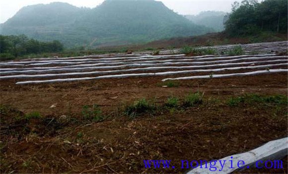 高山辣椒种植方法 高山辣椒栽培技术要点