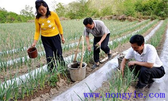 大蒜追肥用什么肥料 大蒜追肥什么时候最合适