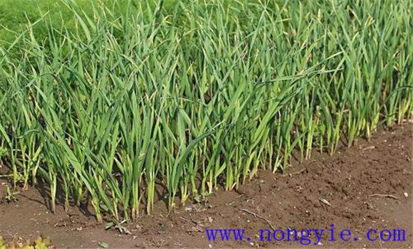 蒜苗怎么种 蒜苗栽培的选茬、施肥和整地