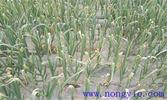 大蒜疫病发病规律是什么 大蒜疫病用什么药防治