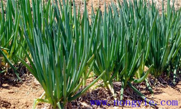 大葱栽培要点 北方大葱种植管理技术方法