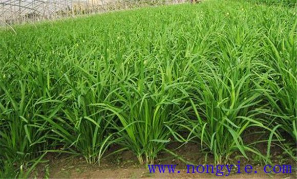 韭菜的种植与管理技术要点