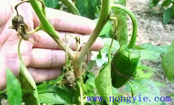 辣椒疫病防治方法 辣椒疫病用什么药？