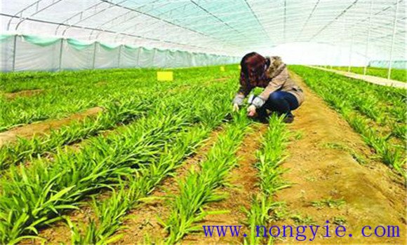 韭菜施什么肥最好 韭菜施肥技术要点