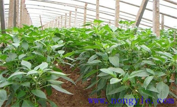 青椒种植方法及其需注意事项