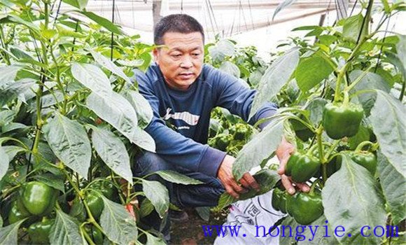 甜椒种植管理技术要点是什么