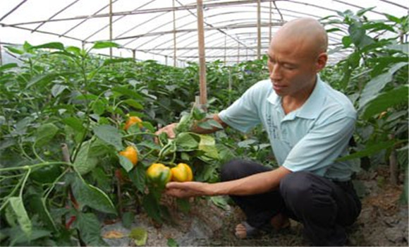 甜椒种植管理技术要点是什么