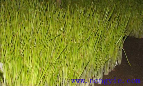蒜黄的种植方法及其注意事项