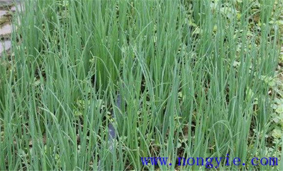 大葱种植之青葱栽培技术要点
